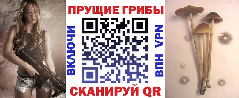 гидра tor  Хилок  Галлюциногенные грибы Psilocybine cubensis  что такое  